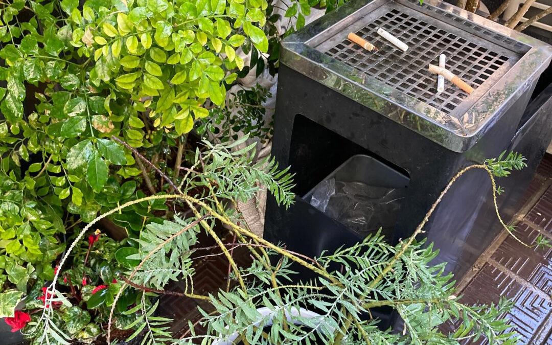 草陰に潜む灰皿…